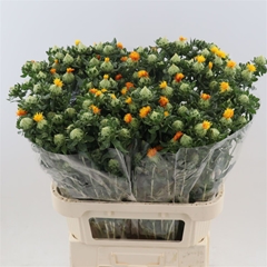 Carthamus Tinctorius 80cm