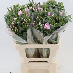 Clarkia Amoena Grace Rose/Pink 60cm