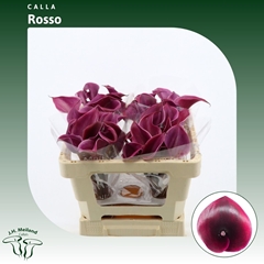 Zantedeschia Vino Rosso 50cm