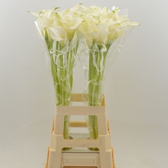 Zantedeschia Captain Ventura 80cm