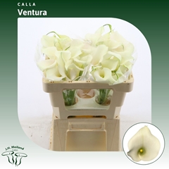Zantedeschia Captain Ventura 50cm