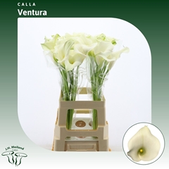 Zantedeschia Captain Ventura 70cm