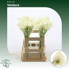 Zantedeschia Captain Ventura 60cm