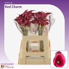 Zantedeschia Red Charm 55cm