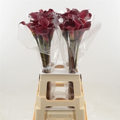Zantedeschia Red Charm 70cm