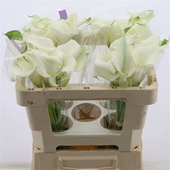 Zantedeschia Virgin Art 50cm Twisted