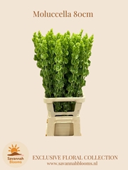 Moluccella 80cm