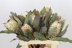 Protea Magnifica Ice Queen 60cm