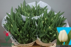 Tulip Single Antarctica 40cm 35gr.