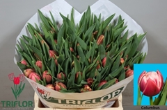 Tulip Double Columbus 40cm 40gr.