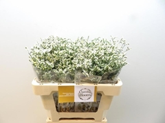 Limonium Sinense China White 50cm 15gr.