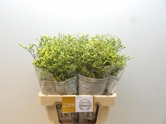 Limonium Sinense China Summer 60cm 35gr.