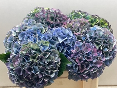 Hydrangea Royal Parade Classic 50cm 15-17cm Hd