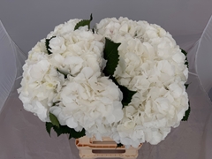 Hydrangea White Verena 60cm 16-18cm Hd