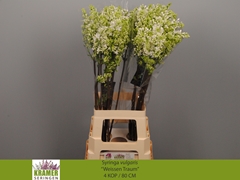 Syringa Engler Weissen Traum 80cm 4-hd