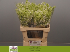 Syringa Engler Weissen Traum 60cm 2-hd
