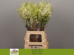 Syringa Engler Weissen Traum 70cm 4-hd