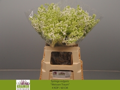 Syringa Engler Weissen Traum 60cm 4-hd
