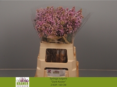 Syringa Dark Koster 60cm 2-hd