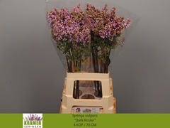 Syringa Dark Koster 70cm 4-hd