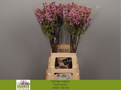 Syringa Dark Koster 80cm 4-hd
