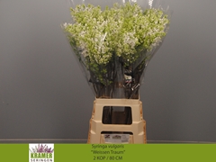 Syringa Engler Weissen Traum 80cm 2-hd