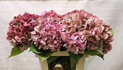 Hydrangea Bodensee Classic 55cm 14-16cm Hd