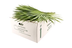 Sabal Palmetto Per Bunch 70cm