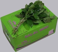 Gaultheria Shallon Salal Per Bunch 30cm