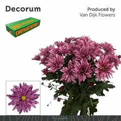 Chrysanth Spray Stellini 70cm 80gr.