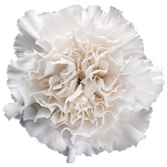 Dianthus Single Moon Golem 70cm