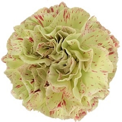 Dianthus Single Cover 70cm