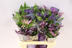 Clematis Mix 60cm