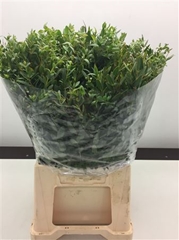 Eucalyptus Parvifolia Per Bunch 50cm 180gr.