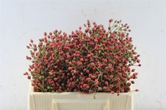 Rosa Autumn Splash 30cm