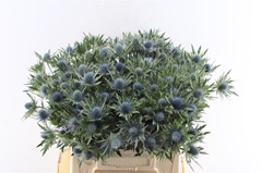 Eryngium Aquarius Questar 40cm