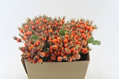 Rosa Pumpkin 40cm
