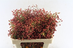 Rosa Autumn Splendor 55cm
