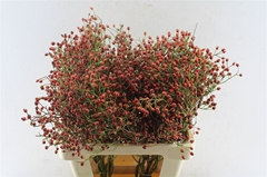 Rosa Autumn Splendor 60cm