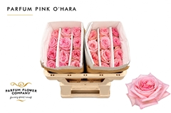 Rosa Parfum Pink O Hara 50cm