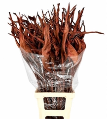 Strelitzia Reginae Leave 100cm