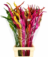 Strelitzia Reginae Leave 100cm