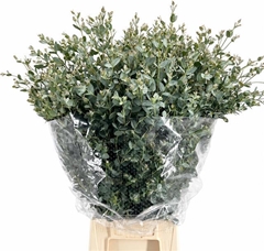 Eucalyptus Gunnii Per Bunch 70cm 200gr.