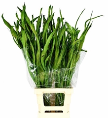 Strelitzia Reginae Leave 100cm