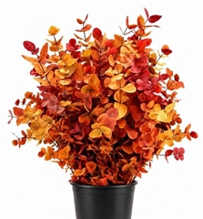Eucalyptus Cinerea Autumn Per Bunch 70cm 150gr.