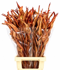 Strelitzia Reginae Leave 100cm