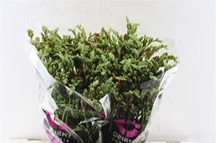 Freesia Double Mandarine 50cm 25gr.