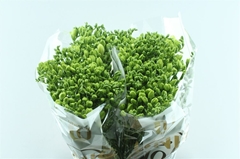 Freesia Double Volante 50cm 20gr.