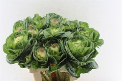 Brassica Crane Bicolour 60cm
