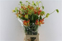 Gloriosa Sparkling Orange 80cm